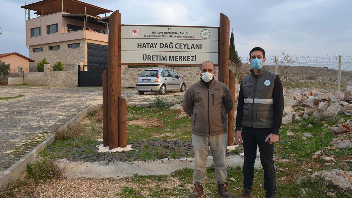 Nesli tükenme tehlikesindeki dağ ceylanları 7/24 izleniyor