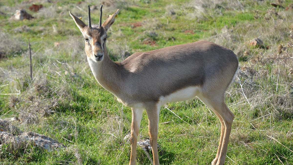 Türkiye’de sadece Hatay’da 13 bin 288 hektarlık alanda yaşayan ve nesli tükenme tehlikesindeki dağ ceylanları ‘gazella gazella’ özel olarak korunuyor.