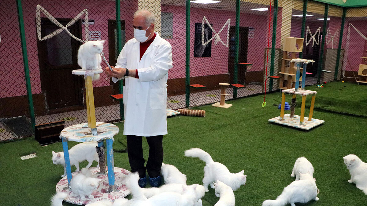 Pandemide kedilerde davranış bozukluğu oldu