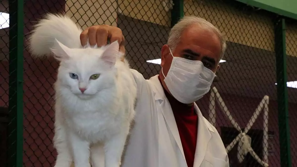 Prof. Dr. Kaya, pandemi sürecinin insanlar kadar hayvanları da olumsuz etkilediğini pandemide kedilerde davranış bozukluğu olduğunu söyledi.