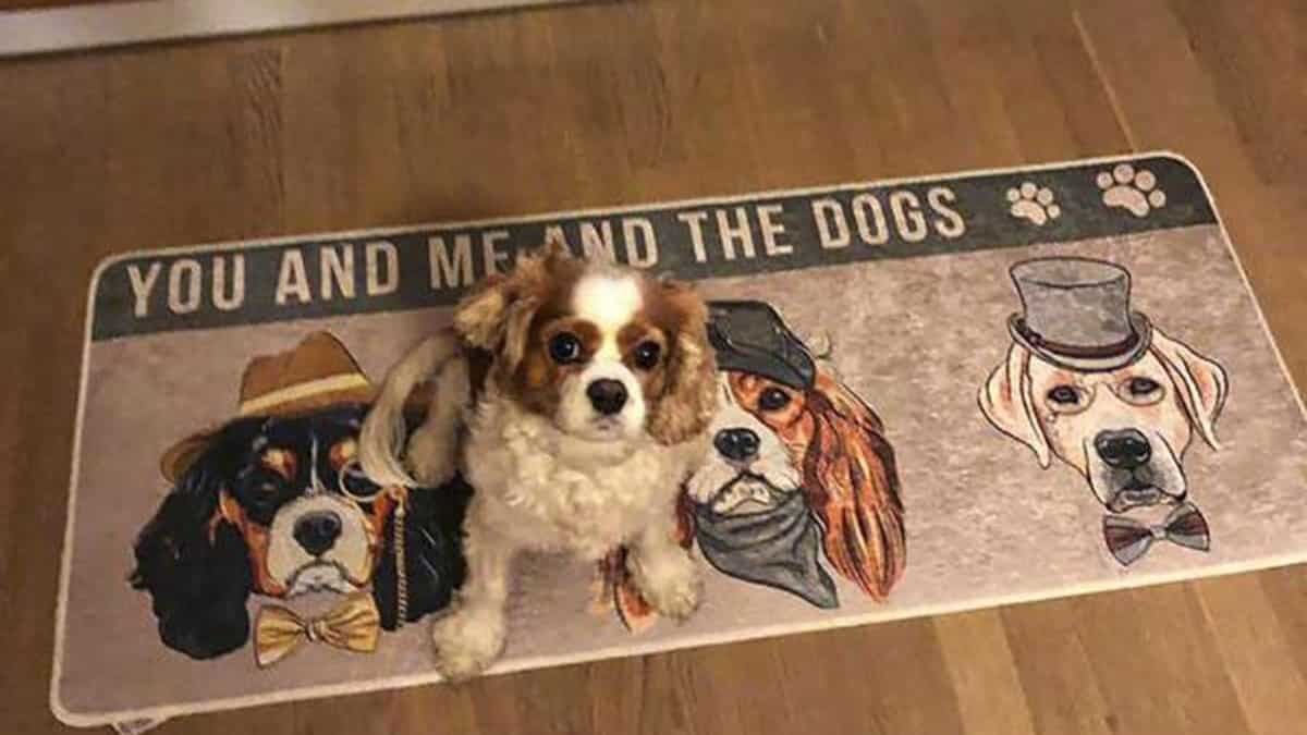 Tarım Bakanlığı Koronavirüs Bilim Kurulu Üyesi Prof. Dr. Naim Ayaz, "koronavirüs hayvanlarda mutasyona uğrayabilir" açıklamasında bulundu.