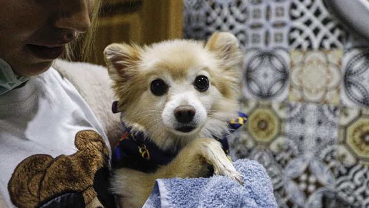 Koronavirüs hayvanlarda mutasyona uğrayabilir