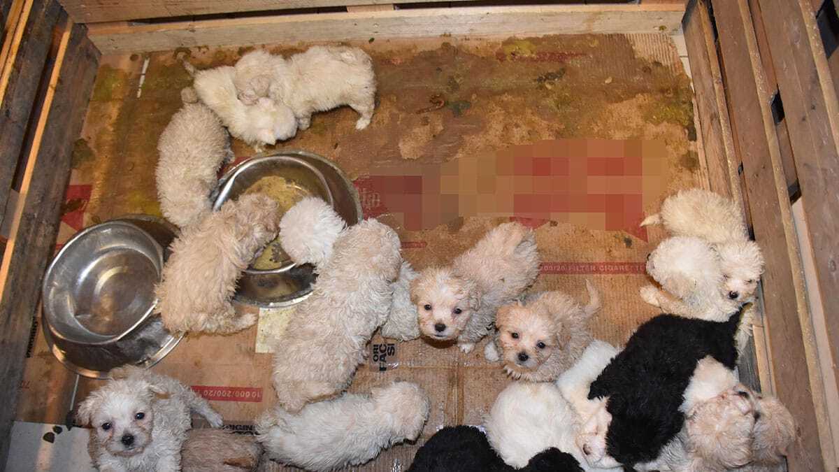 Romanya'dan gelen yolcu otobüsünde Terrier cinsi 23 yavru köpek ele geçirildi.