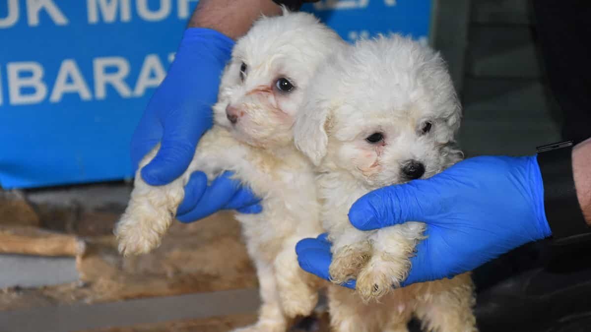 Terrier cinsi 23 yavru köpek koruma altına alındı