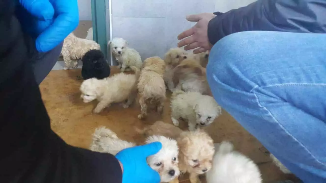 Terrier cinsi 23 yavru köpek koruma altına alındı