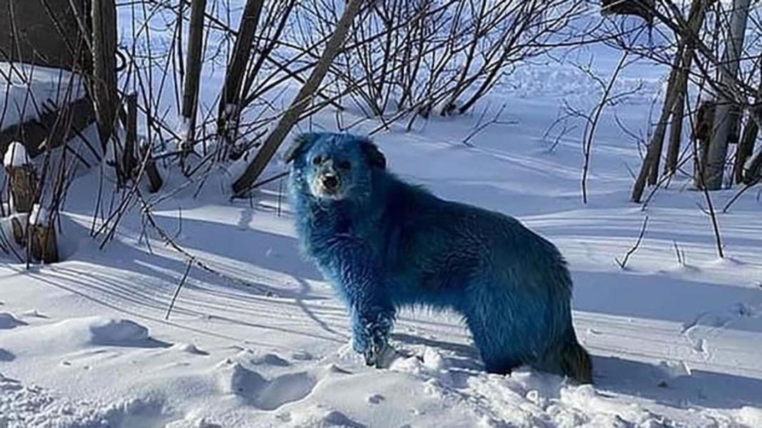 Kimyasal atık nedeniyle köpeklerin rengi mavi oldu