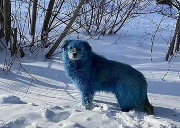Kimyasal atık nedeniyle köpeklerin rengi mavi oldu