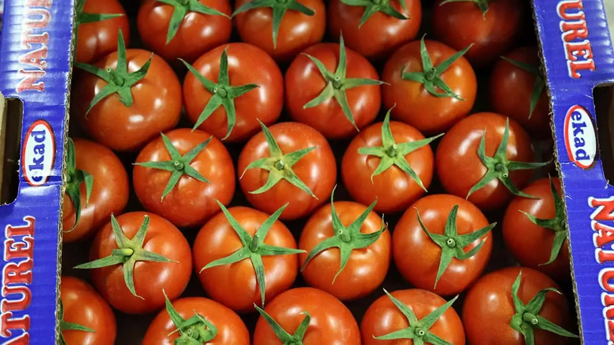 Örtü altı yaş meyve ve sebze üretim alanlarının yüzde 42'sini elinde bulunduran antalya'dan rusya'ya domates sevkiyatı 10 gün içinde başlayacak.