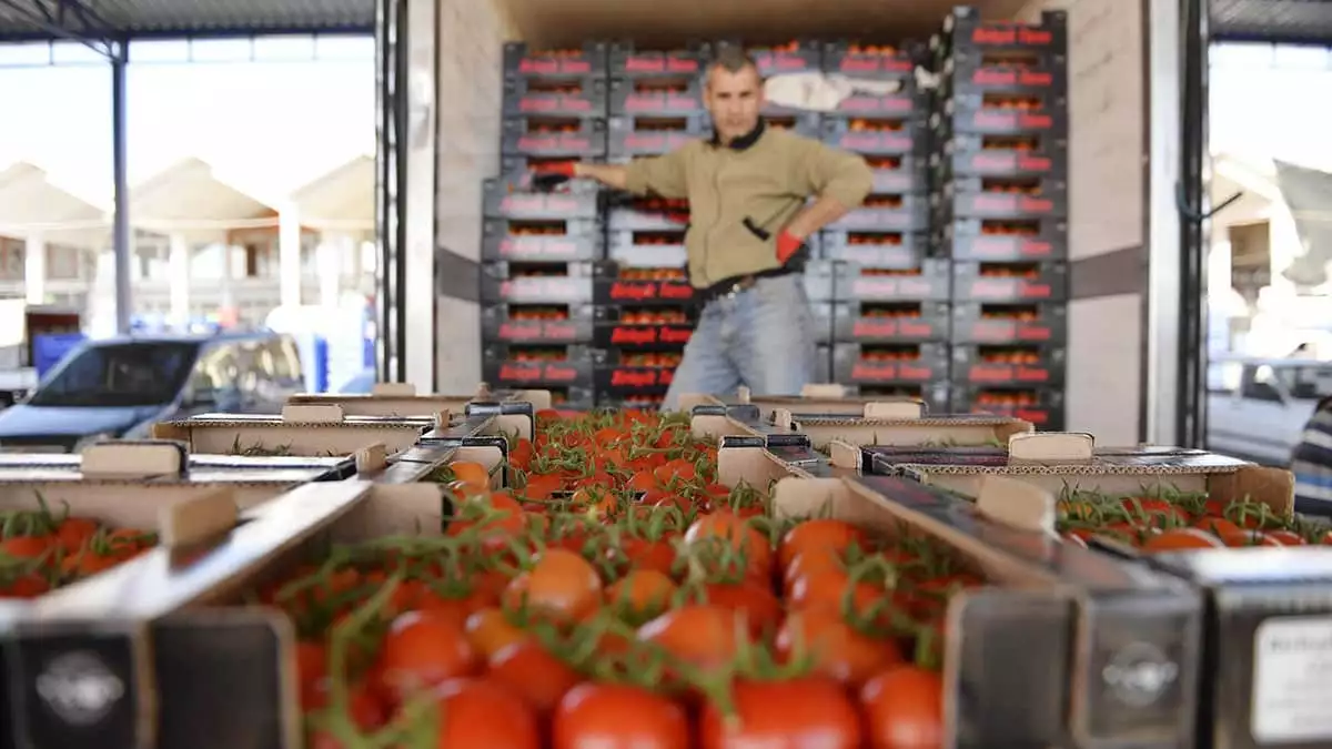 Rusya'ya domates sevkiyatı 10 gün içinde başlayacak