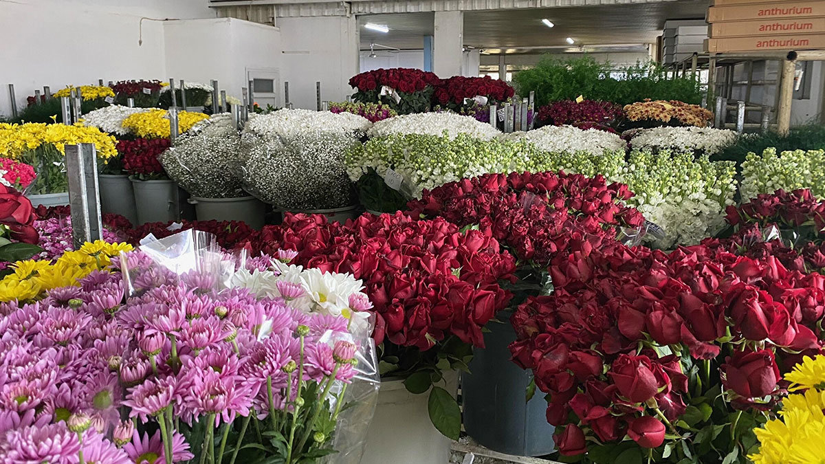 Sevgililer Günü'nde 3 milyon gül satılacak