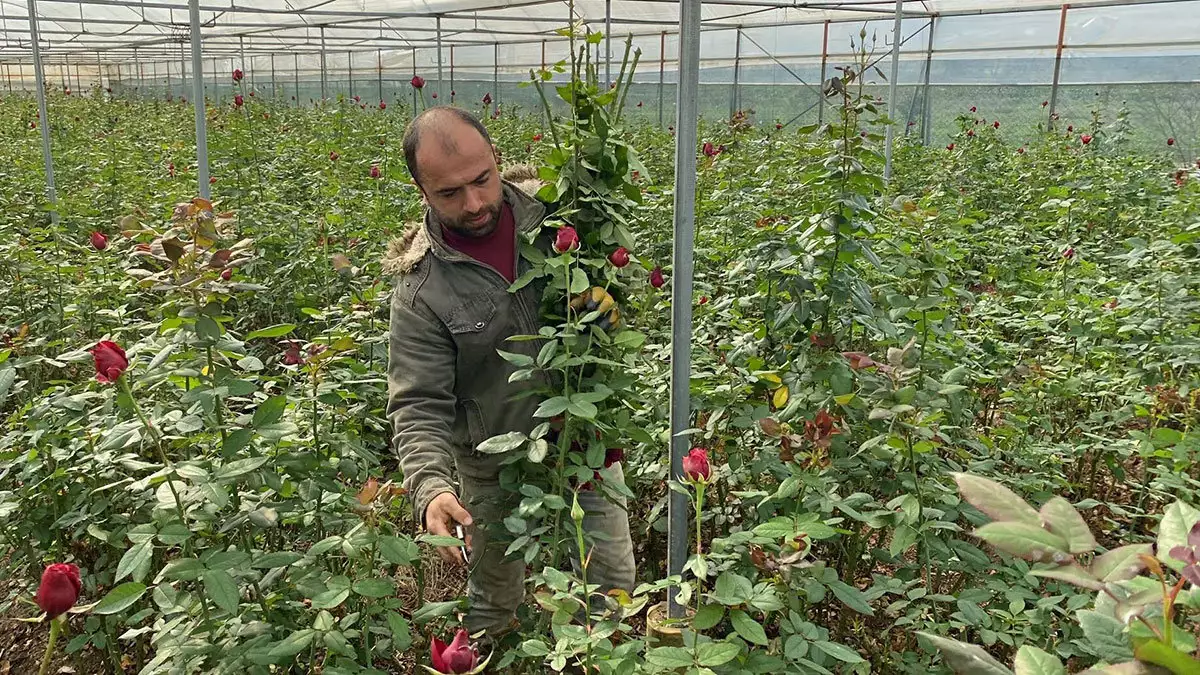 İzmir'de, sektörün 'altın günü' olarak adlandırılan 14 şubat sevgililer günü'nde 3 milyon gül satışı yapılması hedefleniyor.