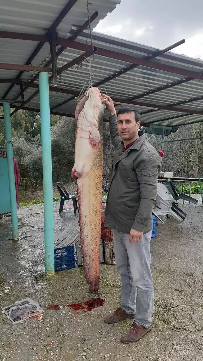 77 kilo ağırlığında yayın balığı yakaladılar