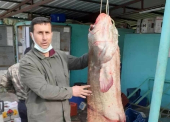 77 kilo ağırlığında yayın balığı yakaladılar