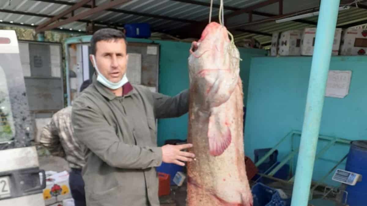 77 kilo ağırlığında yayın balığı yakaladılar