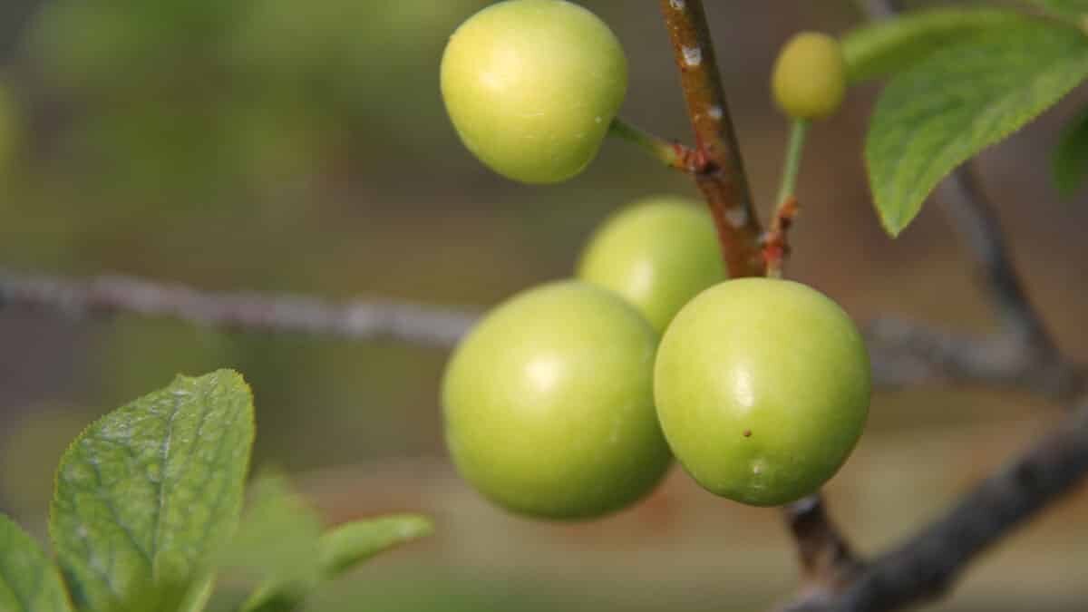 Can eriği hasadı başladı kilosu 500 TL