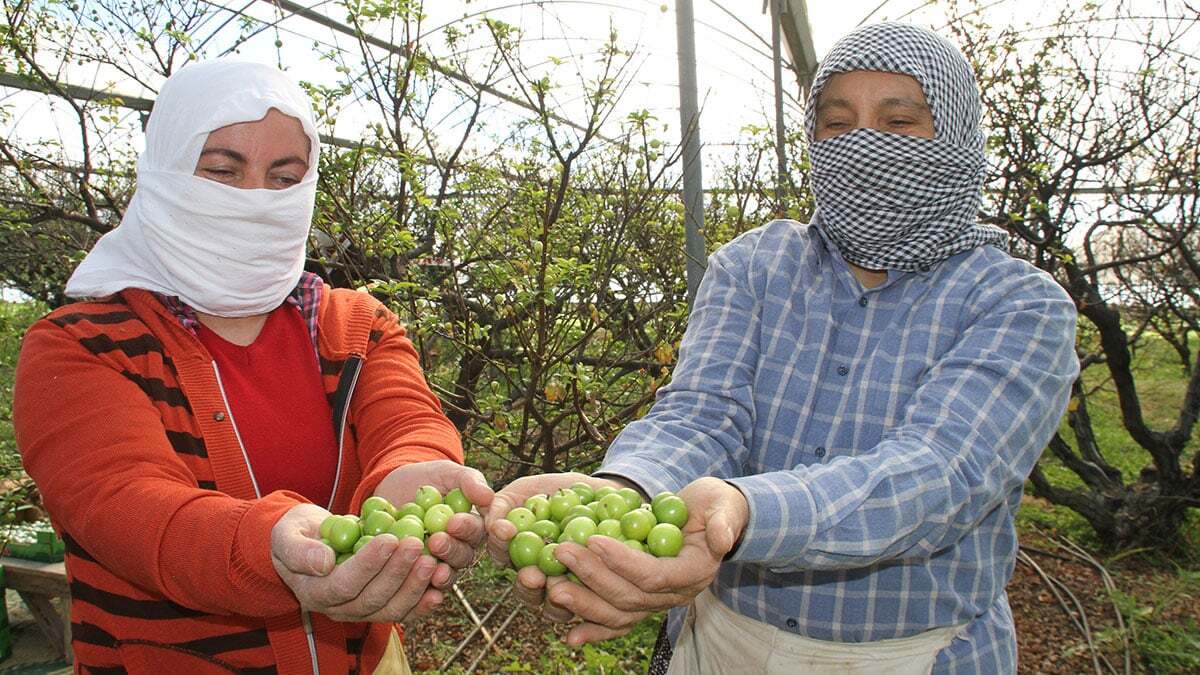 Mersin’in Erdemli ilçesinde, yaz mevsiminin başlangıcını simgeleyen, sezonunun en çok tüketilen meyvesi olarak bilinen turfanda can eriği hasadı başladı.