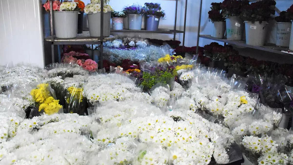 Akdeniz'de havaların sıcak olması ve ege'de yaşanan sel nedeniyle 14 şubat sevgililer günü çiçeklerinin fiyatları yükseldi.