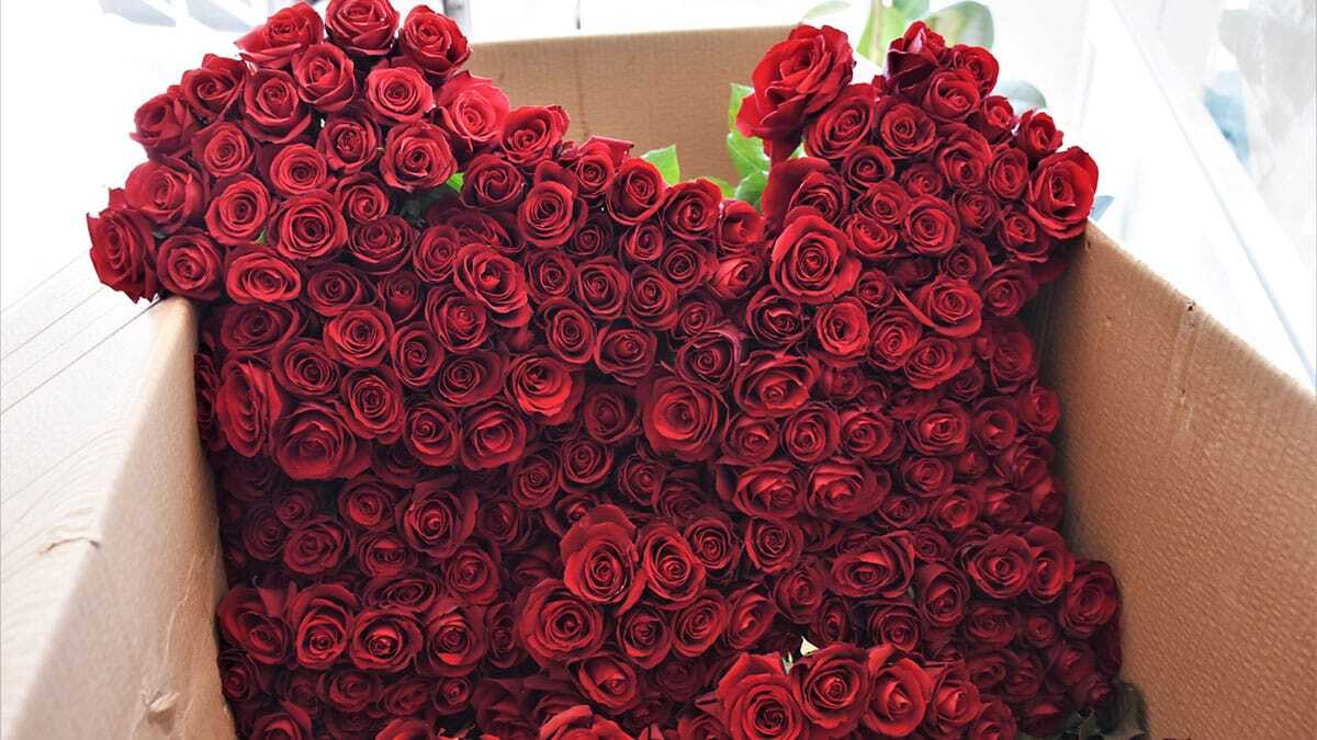 Sevgililer Günü çiçeklerinin fiyatları yükseldi