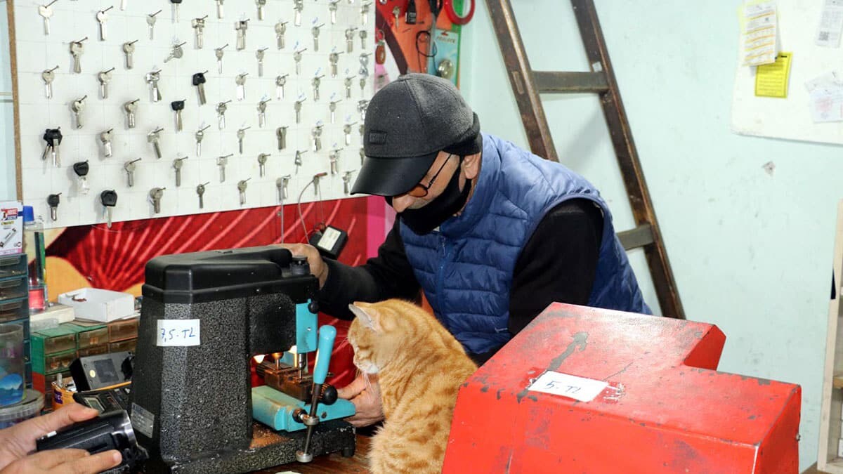 İş yerine giren 10 kediyi besliyor