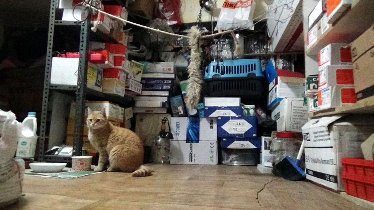 İş yerine giren 10 kediyi besliyor
