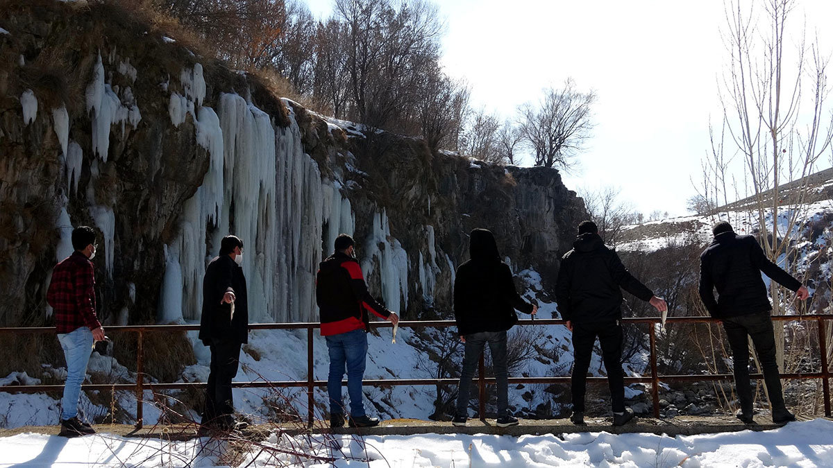 Van'ın Erciş ilçesine 20 kilometre uzaklıkta bulunan Koç Köprü Mahallesi'ndeki Ilıca Çayı'nda yaşayan su samurları inci kefali ile beslendi.