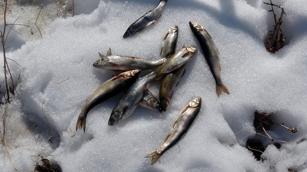 Su samurları inci kefali ile beslendi