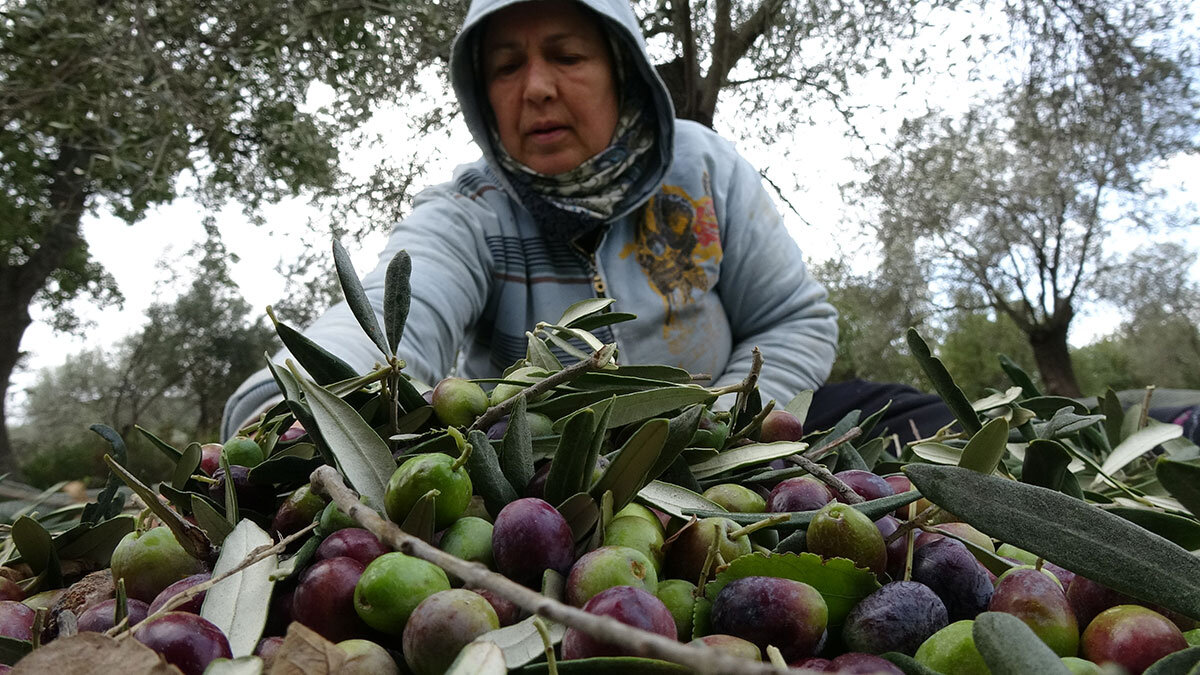 Edremit Ticaret Odası Meclis Başkanı Semerci, bağışıklık sistemini güçlendirdiği gerekçesiyle talebin arttığı zeytinyağı için tağşiş uyarısı yaptı.