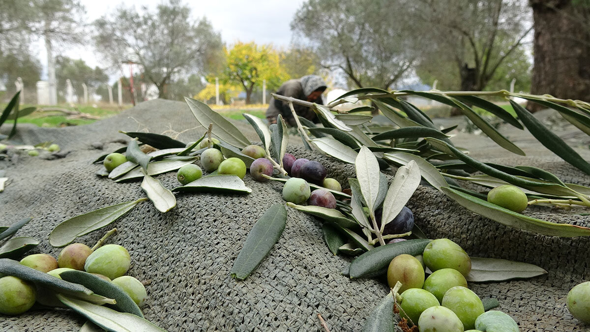 Talebin arttığı zeytinyağı için tağşiş uyarısı
