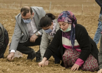 Taşköprü sarımsağının ekimine erken başlandı