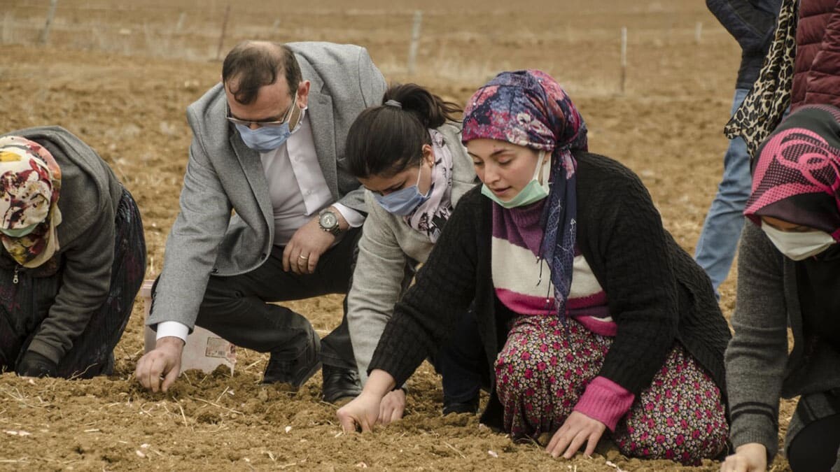 Taşköprü sarımsağının ekimine erken başlandı