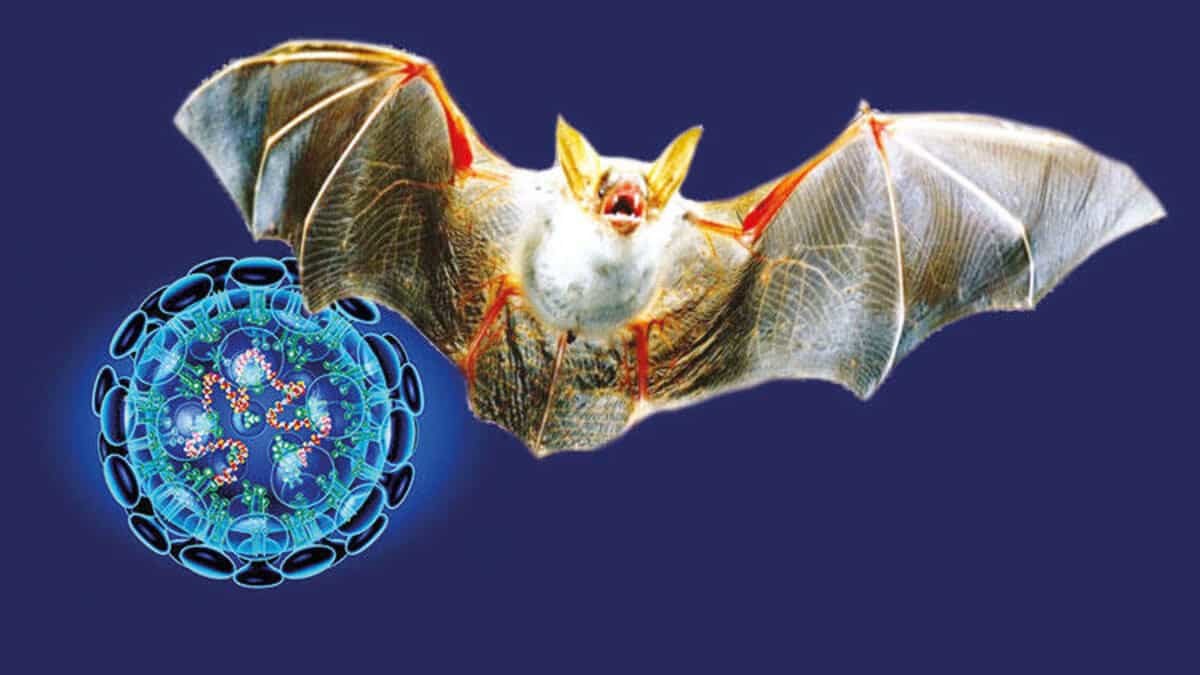 Tayland'da koronavirüse çok benzeyen yeni virüs keşfedildi!