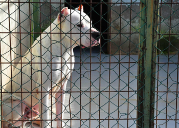 Köpeğinizi şiddetle değil sevgiyle besleyin
