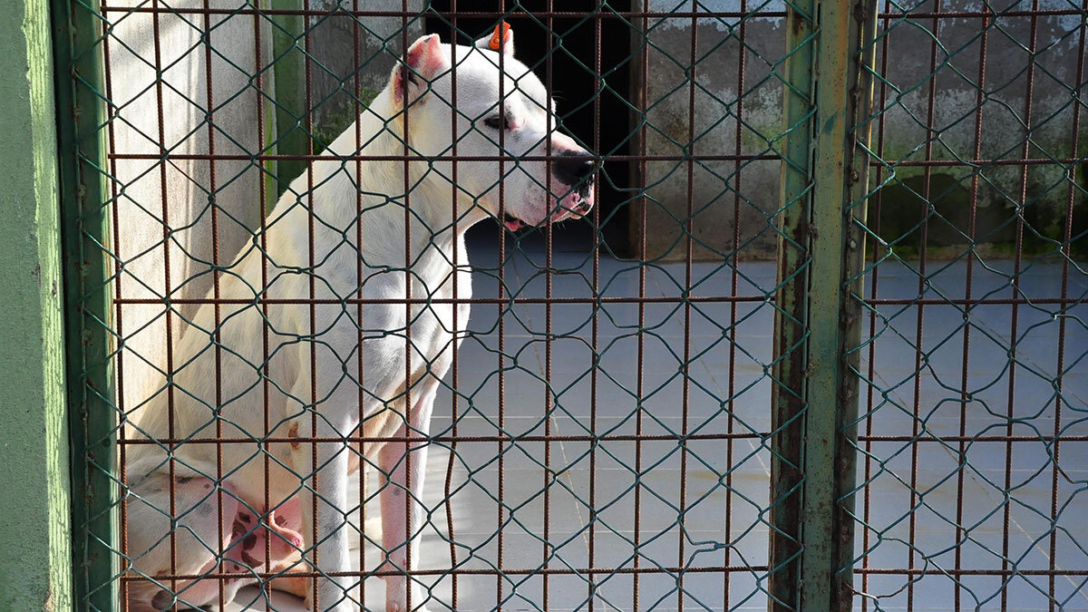 Köpeğinizi şiddetle değil sevgiyle besleyin