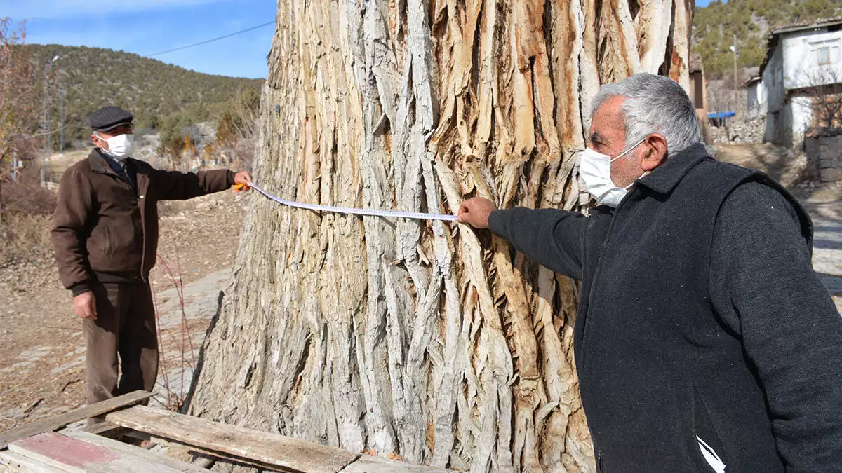 Tokat'ın zile ilçesine bağlı saraç köyünde boyu 40 metreyi bulan 7 asırlık kavak ağacına koruma talebi.