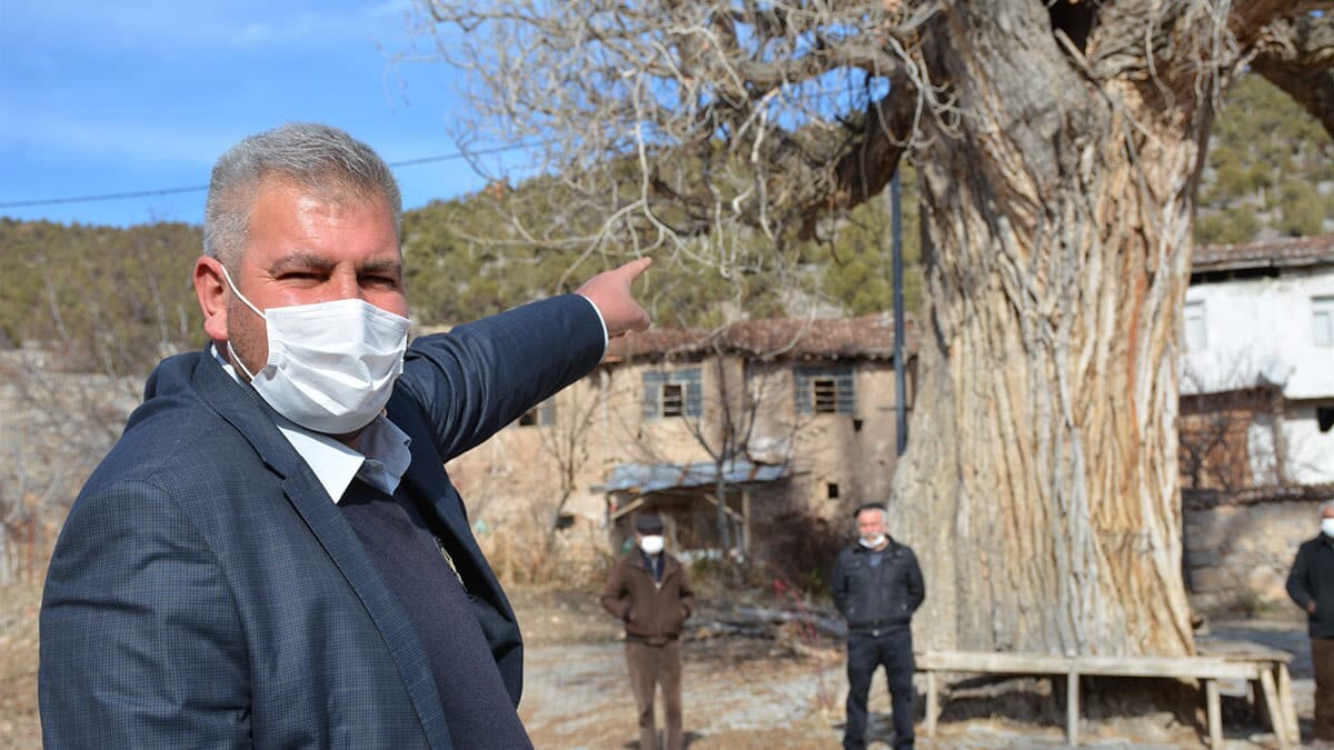 Tokat'taki 7 asırlık kavak ağacına koruma talebi