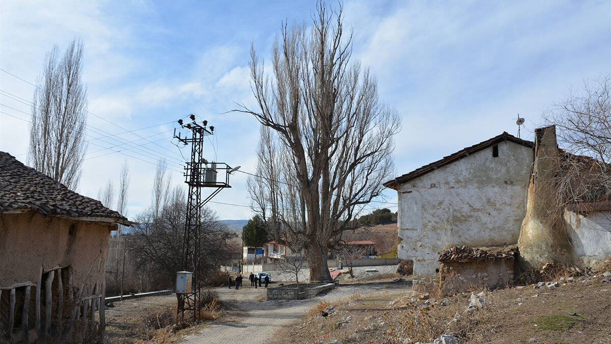 Tokat'taki 7 asırlık kavak ağacına koruma talebi