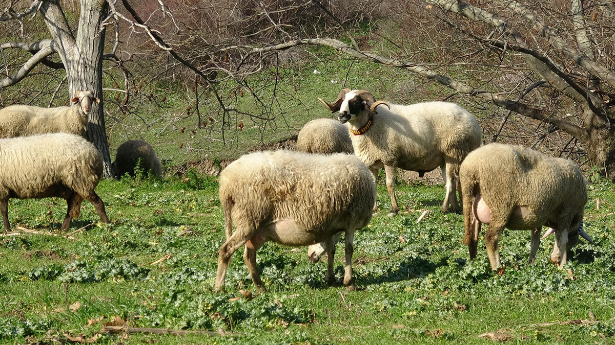 Koyun eti tüketimi yüzde 10 arttı