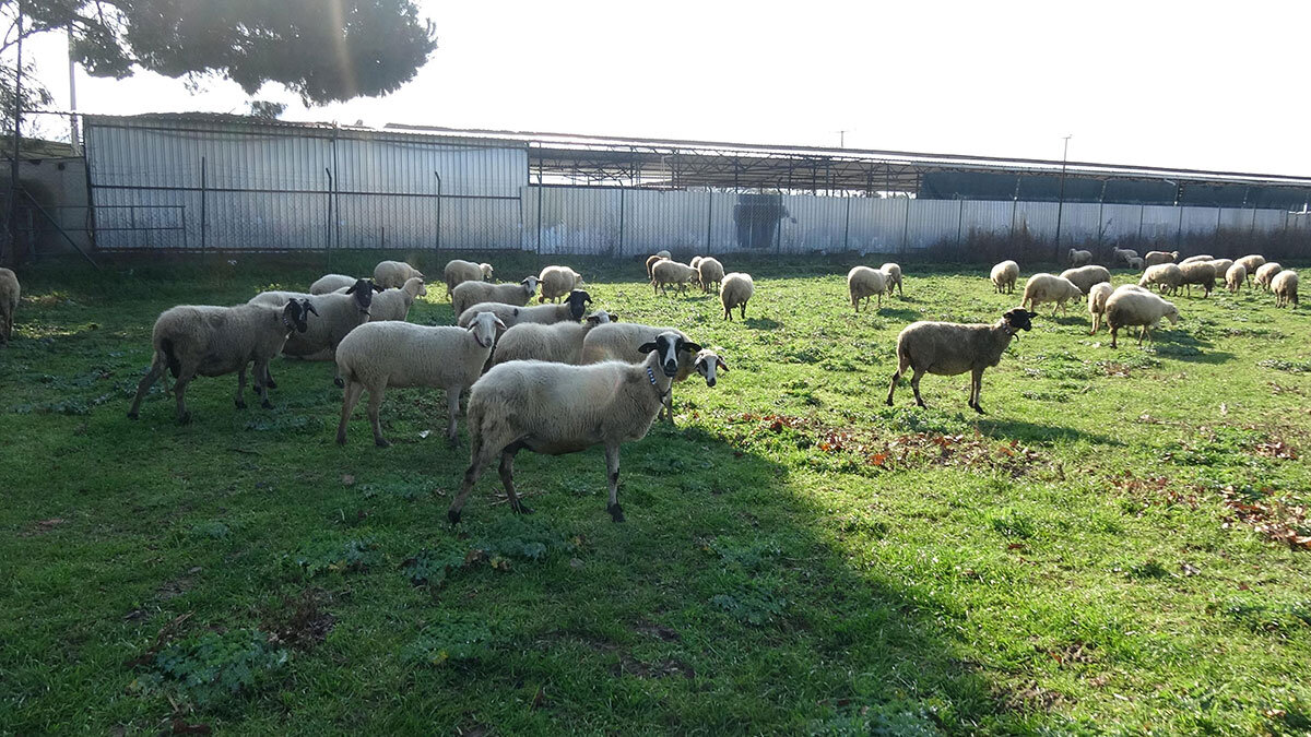 Türkiye Damızlık Koyun Keçi Yetiştiricileri Merkez Birliği Başkanı Nihat Çelik, son bir yılda ülke genelinde koyun eti tüketimi yüzde 10 arttı dedi.