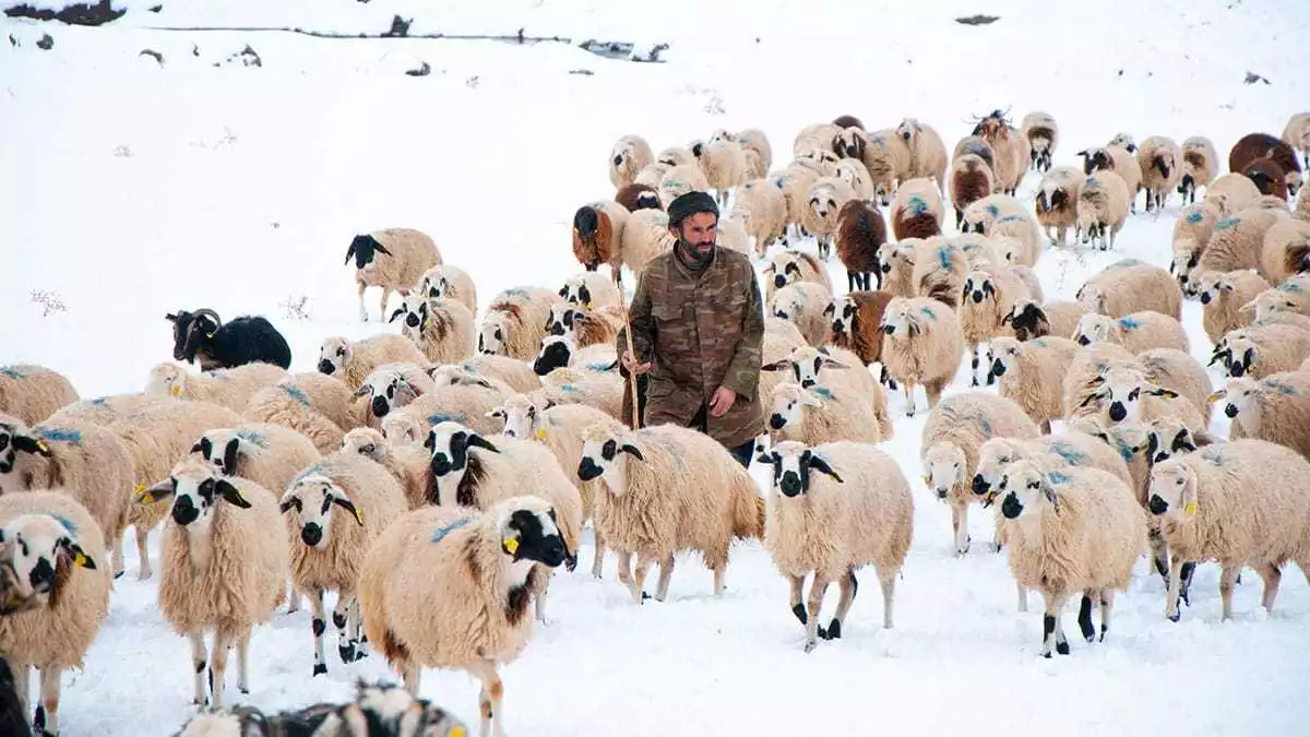 Çobanlar soğuk hava ve kardan olumsuz etkilendi