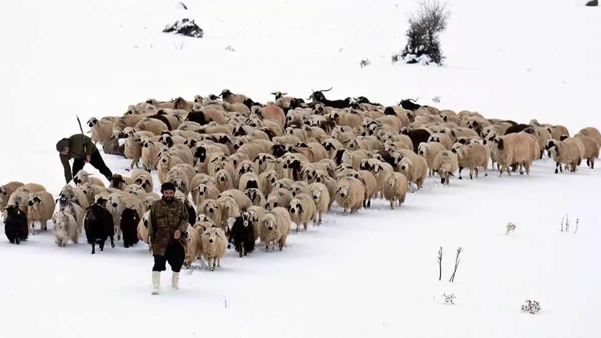 Çobanlar soğuk hava ve kardan olumsuz etkilendi