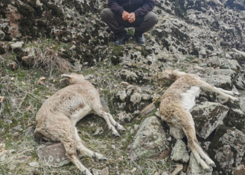 Son 1 ayda 15 dağ keçisi ölü bulundu