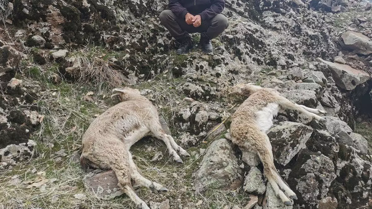 Son 1 ayda 15 dağ keçisi ölü bulundu