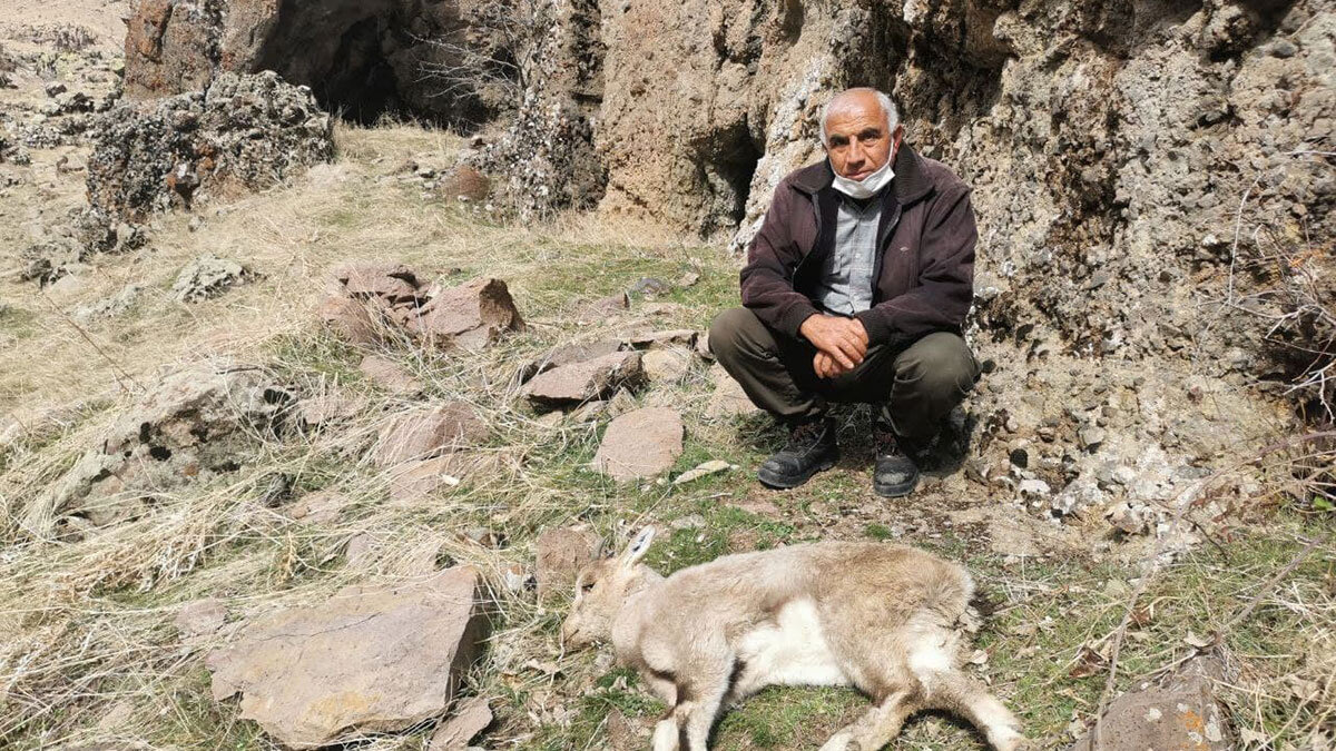 Son 1 ayda 15 dağ keçisi ölü bulundu