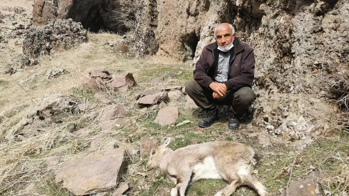 Son 1 ayda 15 dağ keçisi ölü bulundu