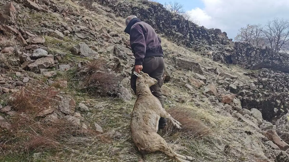 Tunceli'nin mazgirt ilçesine bağlı yukarı çanakçı köyünde 8, komşu köy yukarı oyumca'da da 7 olmak üzere son 1 ayda 15 dağ keçisi ölü bulundu.