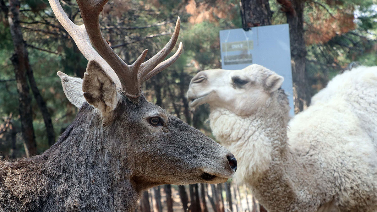 Türkiye'nin ilk ve tek safari parkına yoğun ilgi