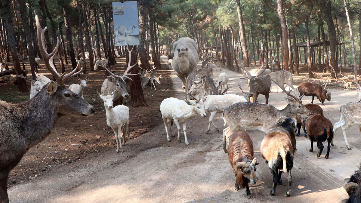 Gaziantep Hayvanat Bahçesi'nde, 350 dönüm alanda yer alan Türkiye'nin ilk ve tek safari parkı, ziyaretçilerin ilgisini çekiyor.