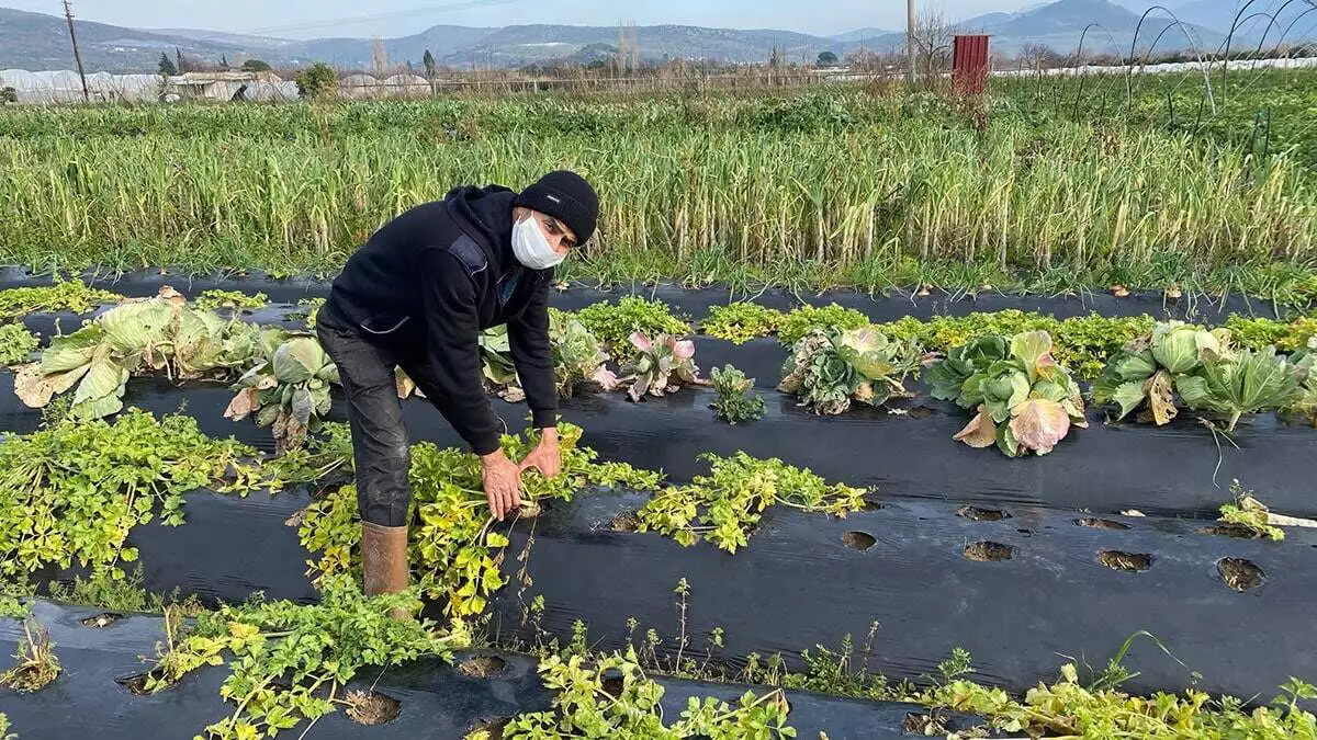 Kışlık sebzede önde gelen üretim merkezlerinden biri olan i̇zmir'de, 123 bin dekarlık alanda yaklaşık 168 bin ton sebze üretimi yapılıyor.