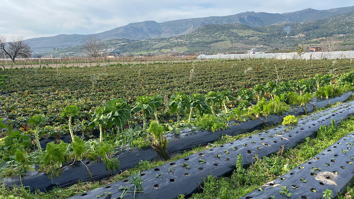 Türkiye'nin kışlık sebzesi İzmir'den