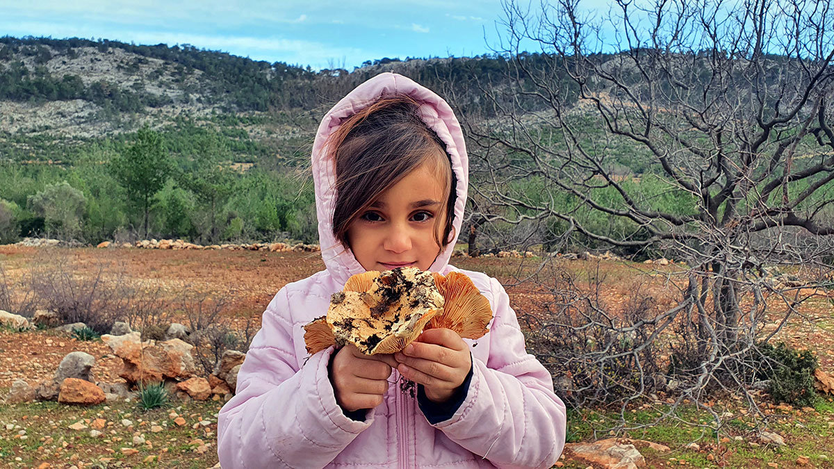 Çam mantarının kilosu 40 TL'ye satılıyor